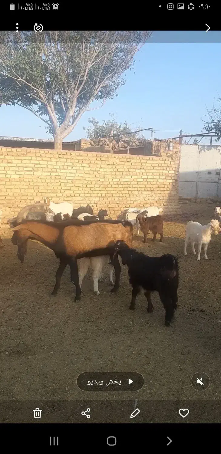 تکه مورسیاه درجه یک جوان|حیوانات مزرعه|تربت‌حیدریه, پائین ولایت|دیوار