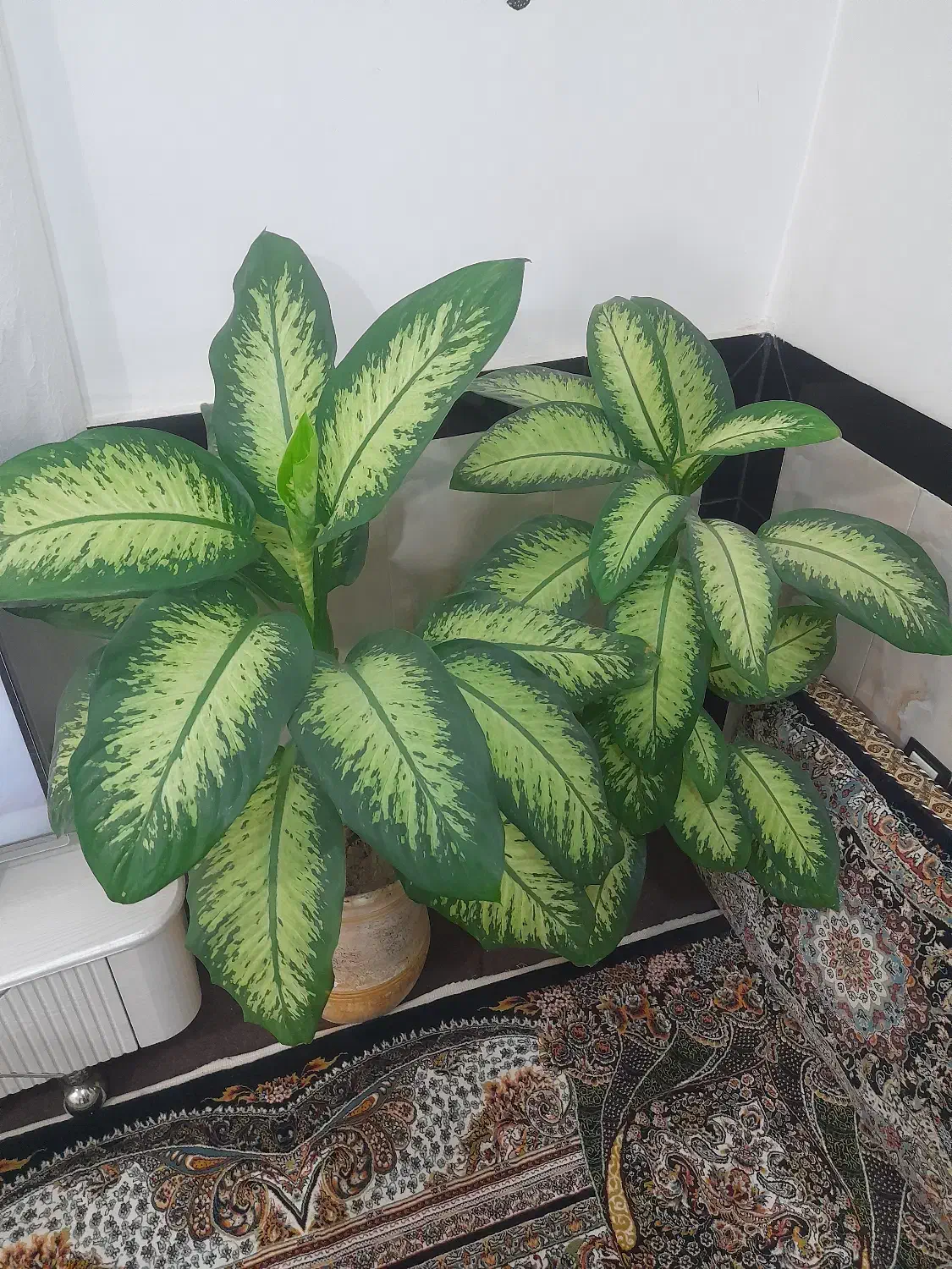 گل زینتی وزیبا|گل و گیاه طبیعی|سروآباد, |دیوار