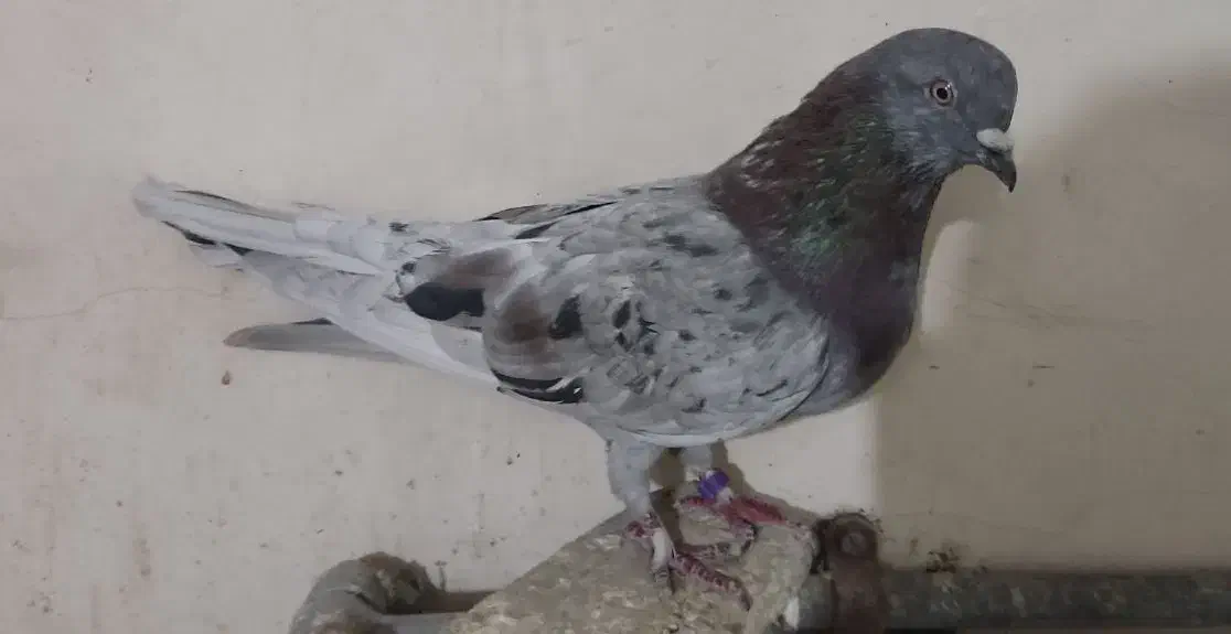 غریب گیری|پرنده|ملایر, |دیوار