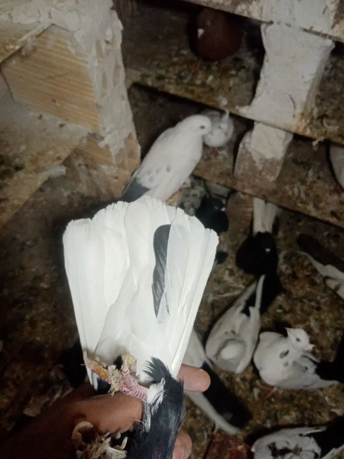 کبوتر سیاه دم سفید|پرنده|میانه, |دیوار