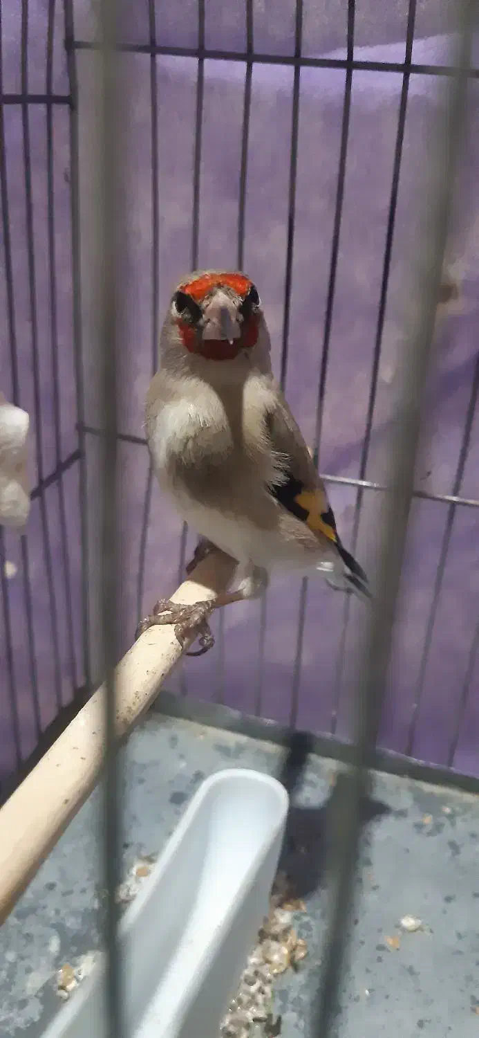 سهره|پرنده|کرمان, |دیوار