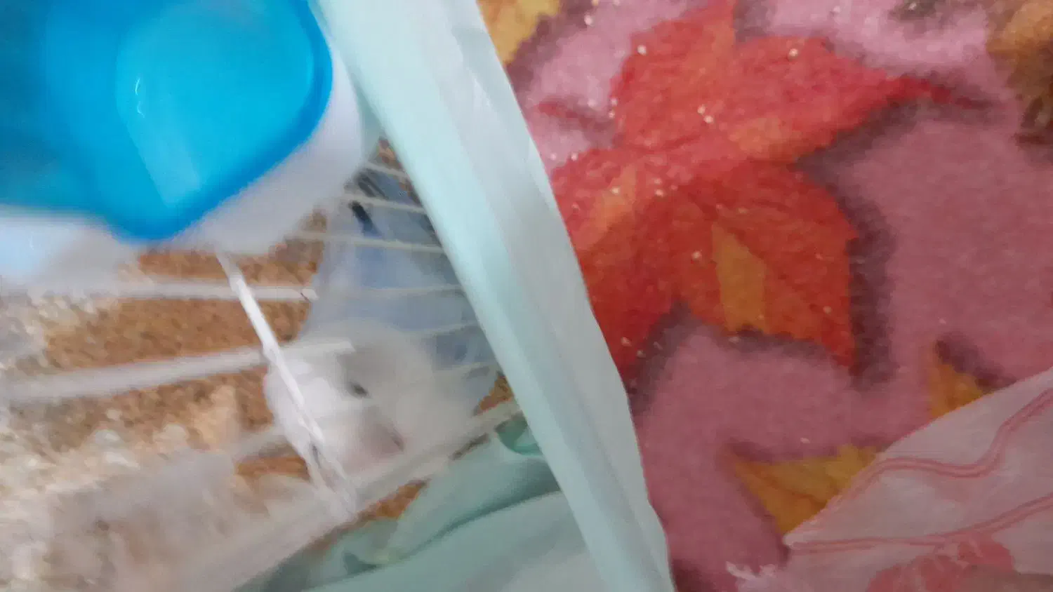 طوطی برزیلی|پرنده|رامشیر, |دیوار