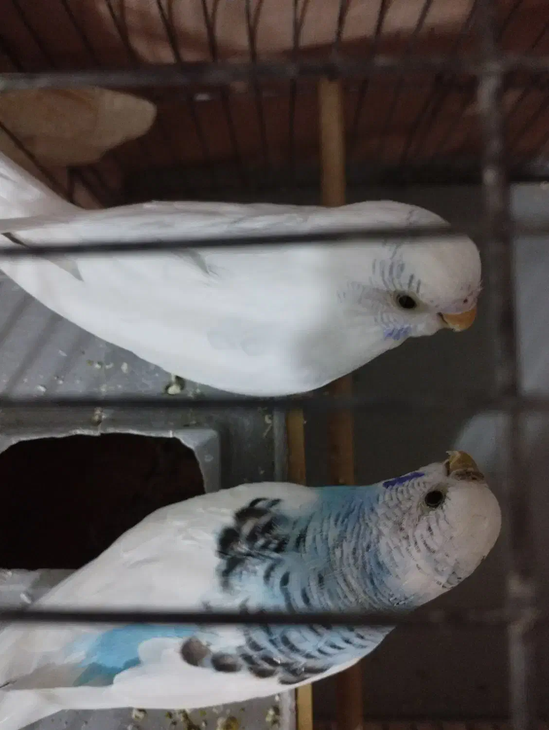 مرغ عشق|پرنده|بیجار, |دیوار