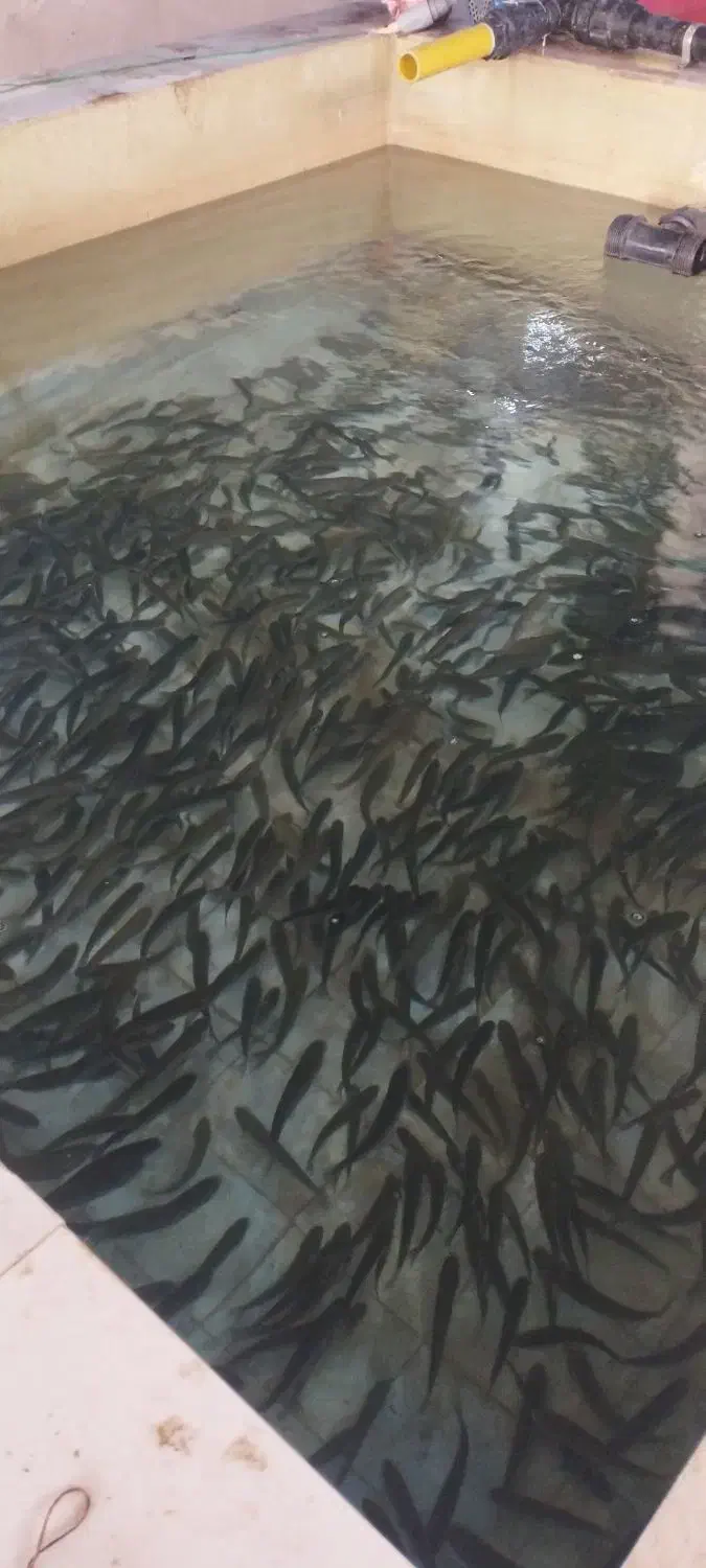 بچه ماهی قزل آلا ایرانی برند شیروانی حدود ۴۰ گرم|ماهی|نورآباد, |دیوار