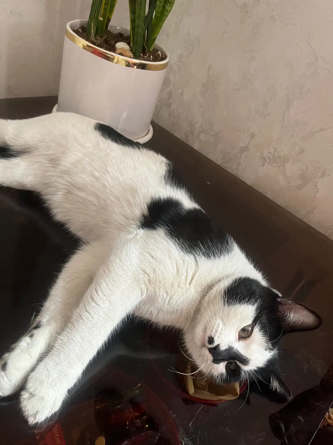 گربه dsh|گربه|ری, علایین|دیوار