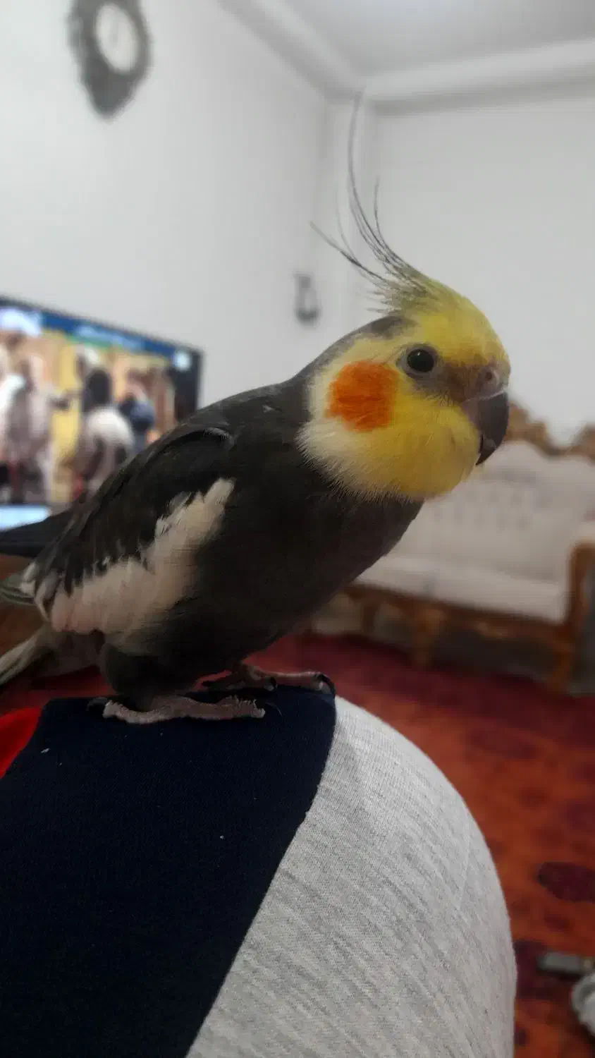 عروس هلندی نر سخنگو|پرنده|گرگان, |دیوار