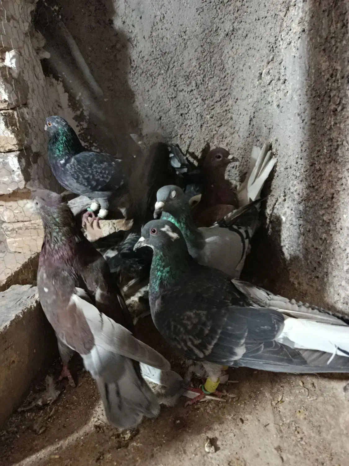 کبوتر پرشی|پرنده|اقبالیه, |دیوار