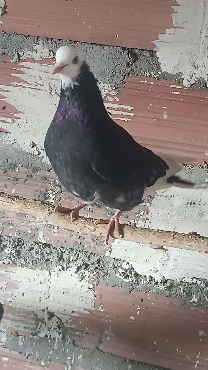 کبوتر پرشی|پرنده|سیمینه, |دیوار