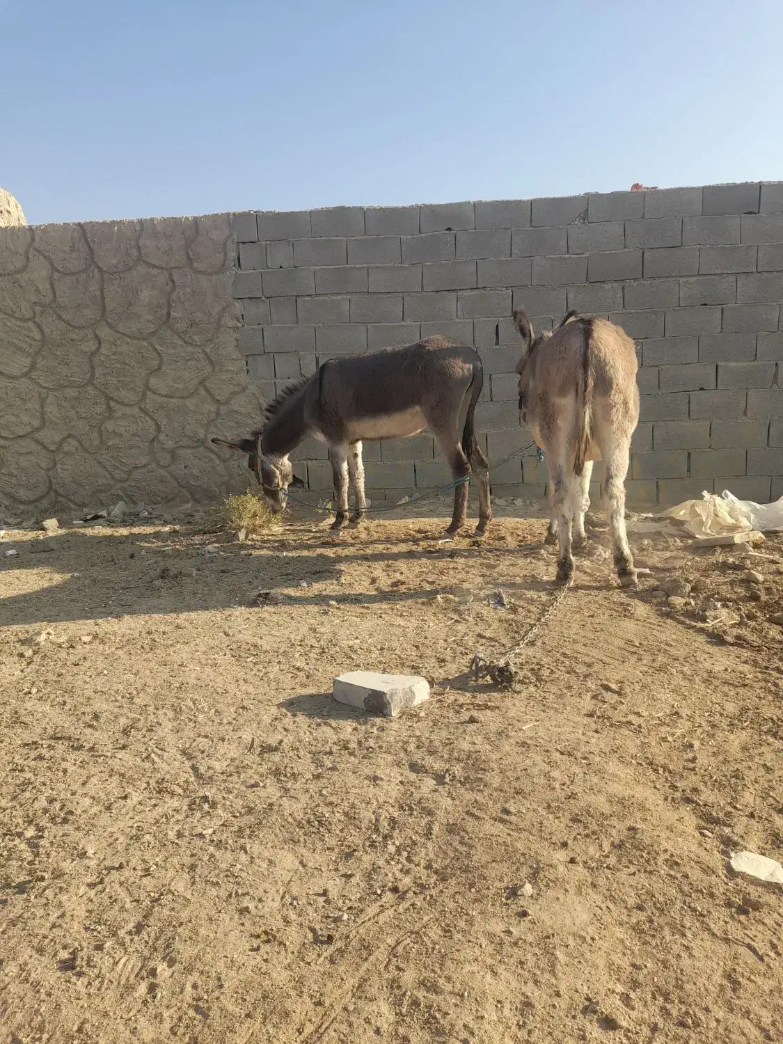 توافقی|حیوانات مزرعه|اصفهان, براآن شمالی|دیوار