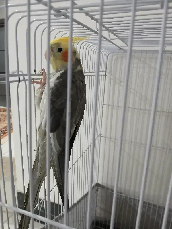 پرنده|پرنده|ساری, |دیوار