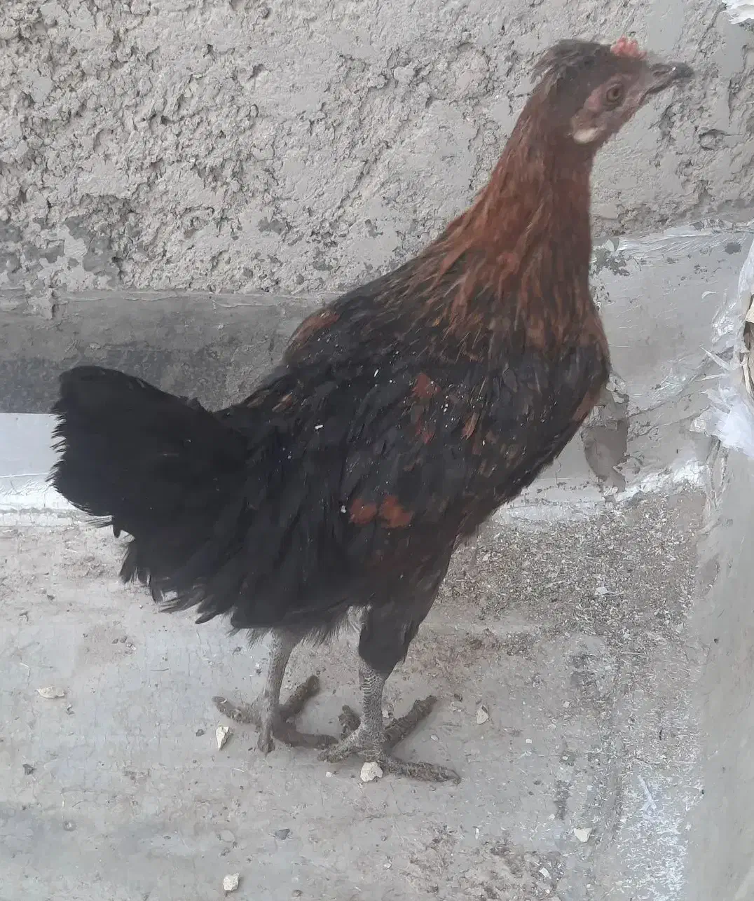 مرغ بومی،نیمچه خروس و مرغ بومی،گلین|حیوانات مزرعه|خمینی‌شهر, |دیوار