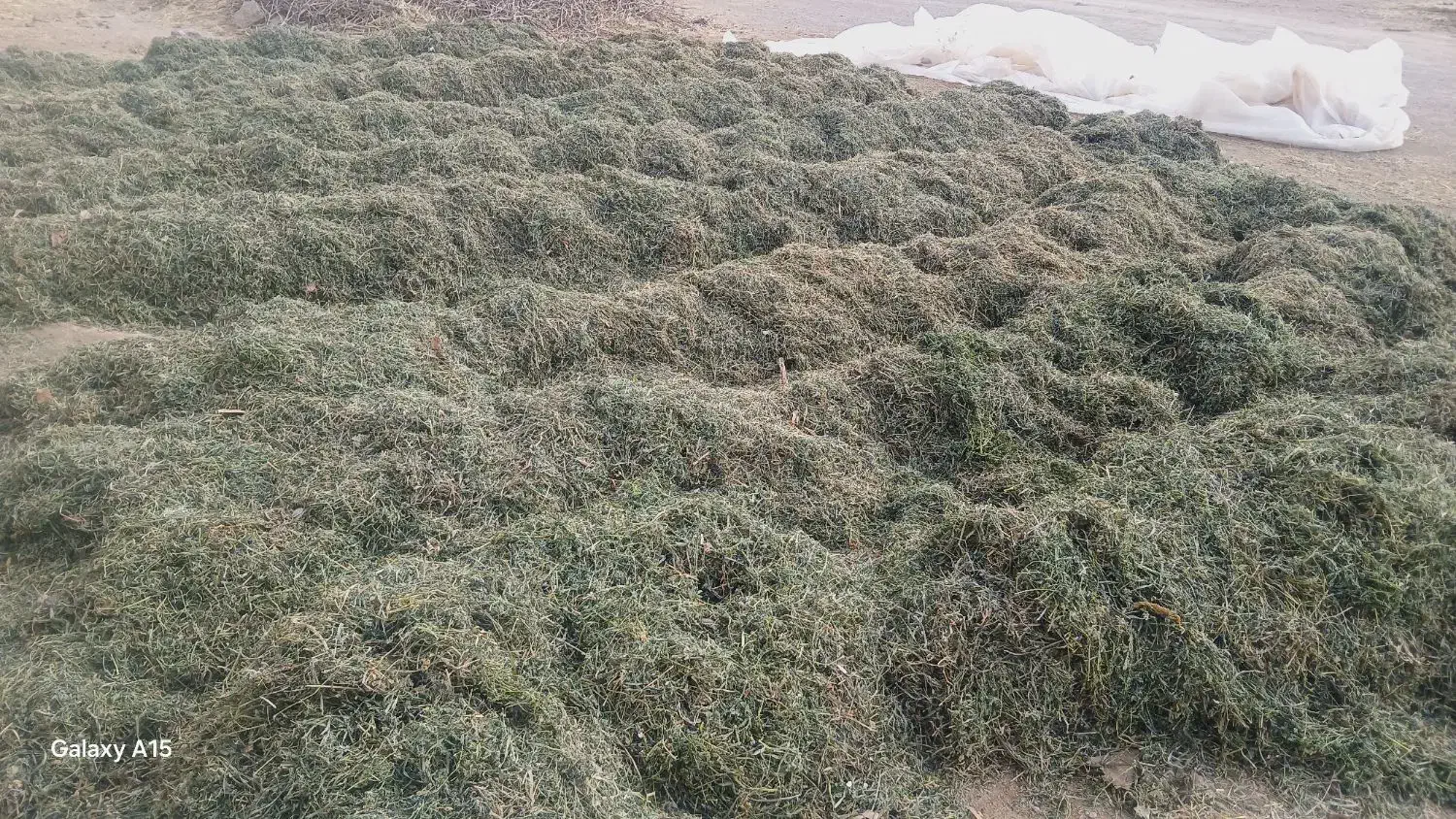 یونجه چین آخر|حیوانات مزرعه|دشتابی, |دیوار