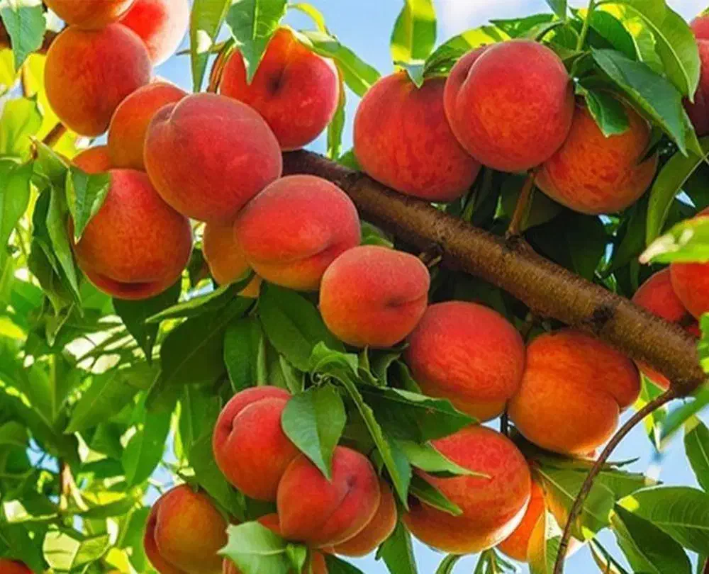 نهال هلو آلبرتا|خدمات باغبانی و درختکاری|خلخال, |دیوار