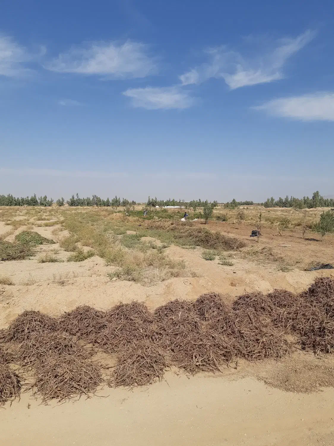 روناس فروشی|عمده‌فروشی|اردکان, |دیوار