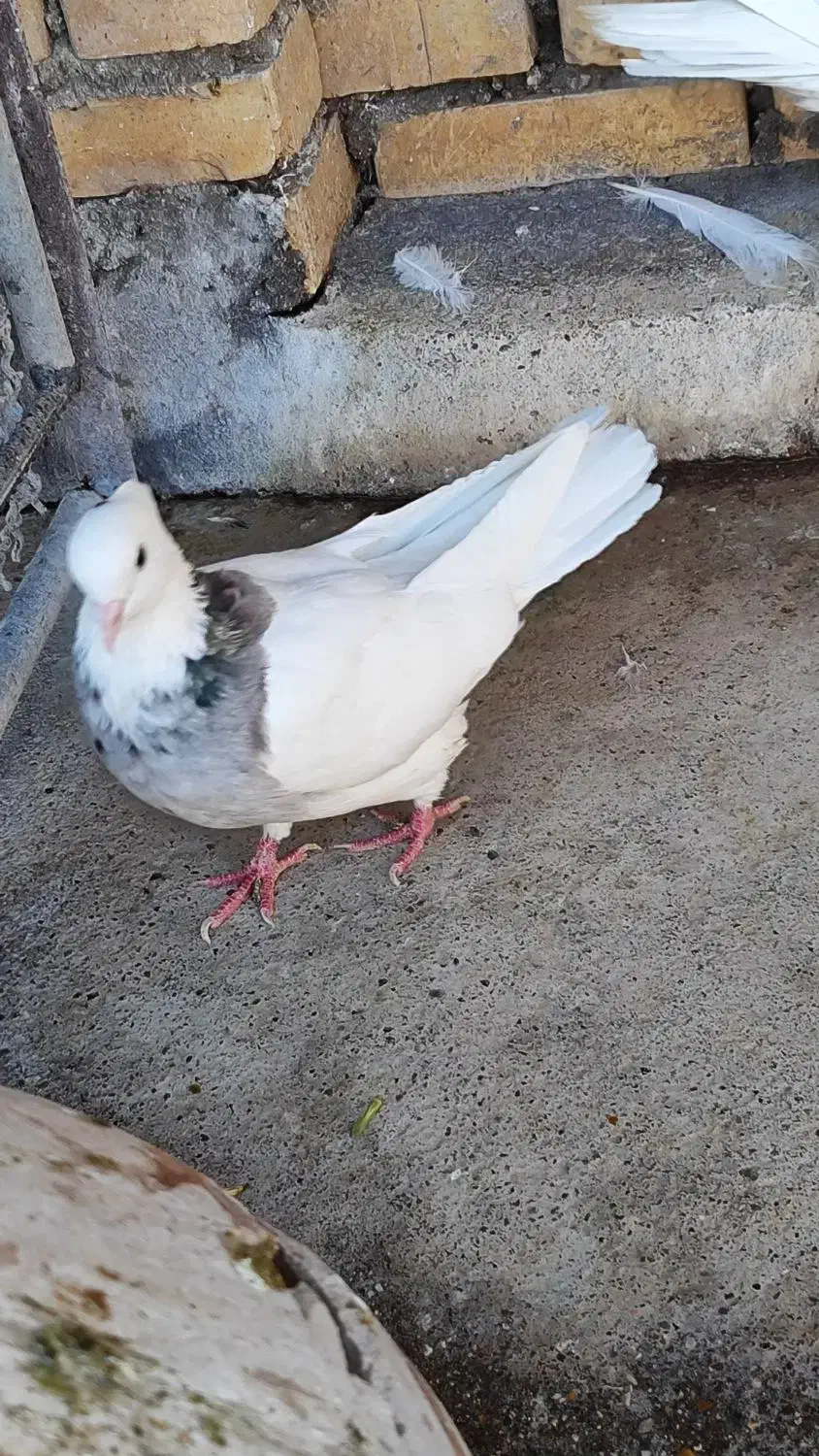 نر سید زرد|پرنده|شوشتر, |دیوار