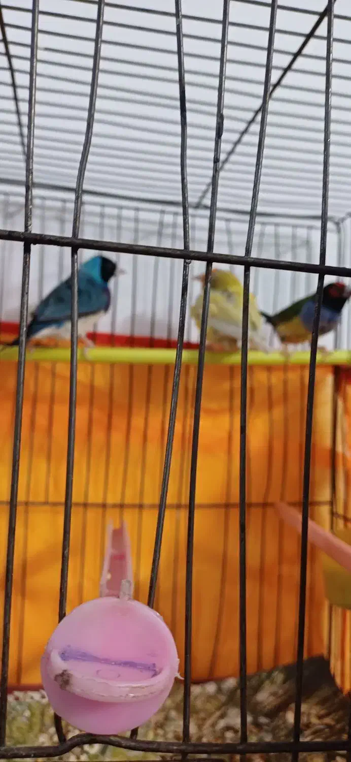 فنج گلدین ۲عدد احتمالا نر|پرنده|زاهدان, |دیوار