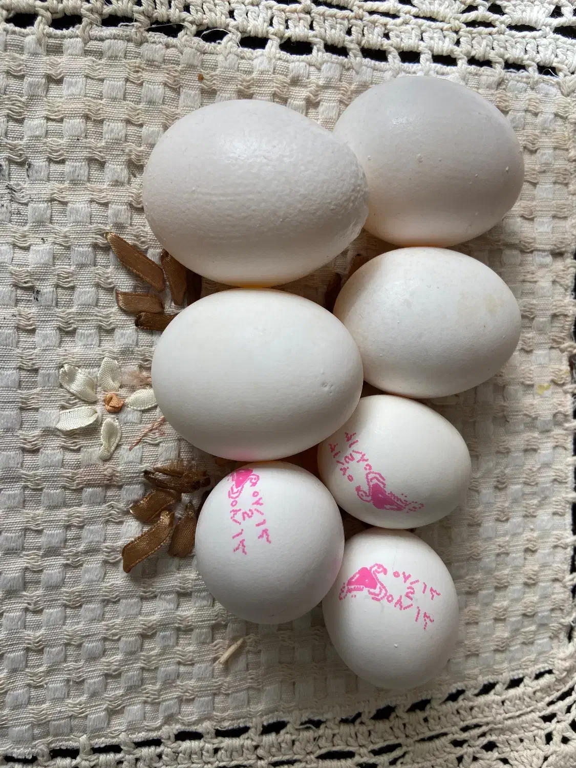 ۷ عدد مرغ تخمگذار|حیوانات مزرعه|تربت جام, المهدی|دیوار