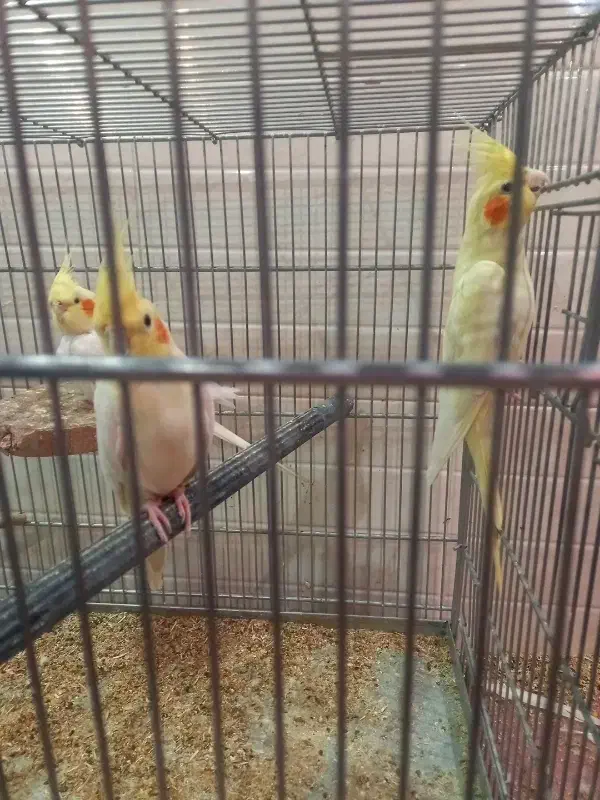 تعداد ۵ عدد عروس هلندی|پرنده|یزد, |دیوار