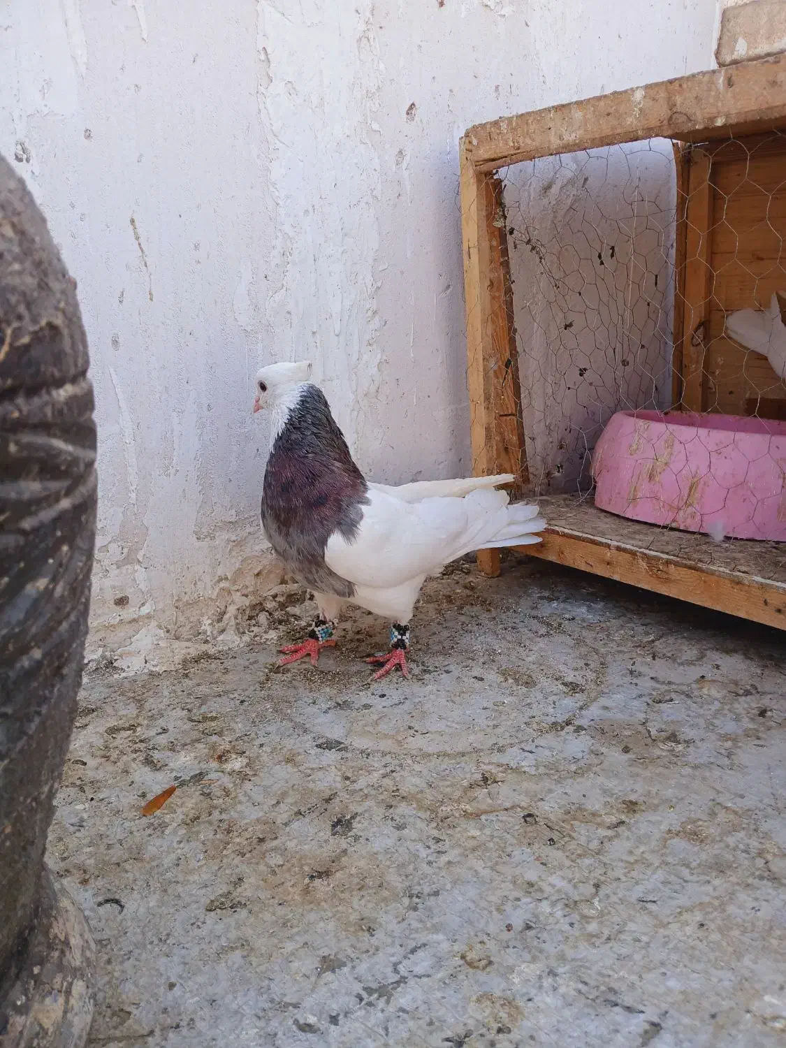 دوعددطوقی نر|پرنده|فردیس, شهرک ناز|دیوار