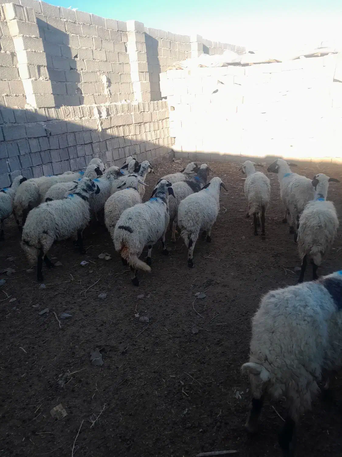 میش|حیوانات مزرعه|رفسنجان, |دیوار