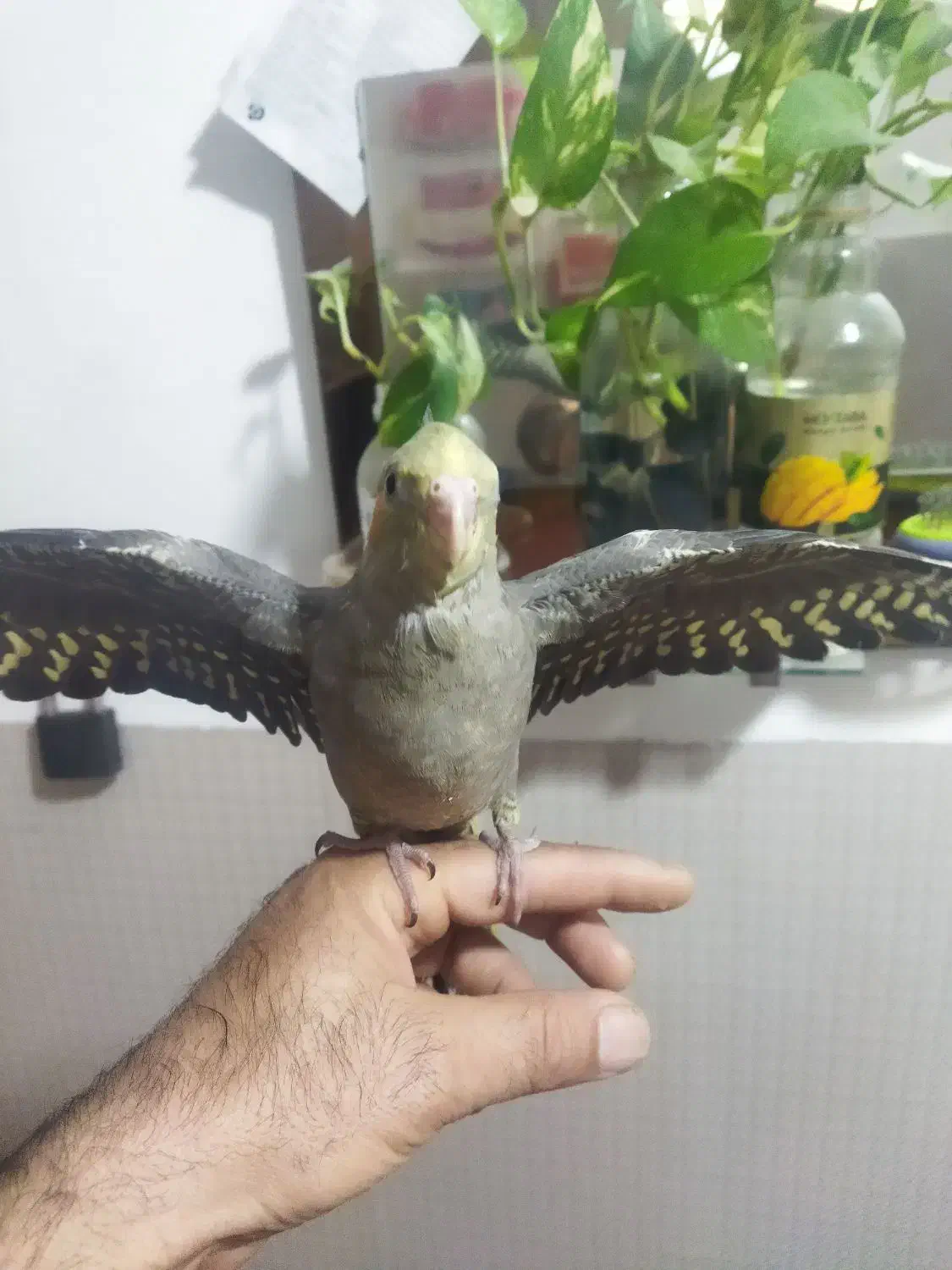 جوجه عروس هلندی سرلاکی|پرنده|گلمکان, |دیوار