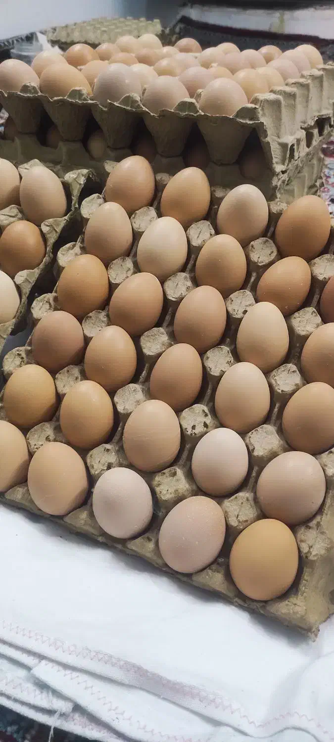 تخم مرغ محلی رسمی زرده طلا تازه و طبیعی قم|خوردنی و آشامیدنی|قم, کلهری|دیوار