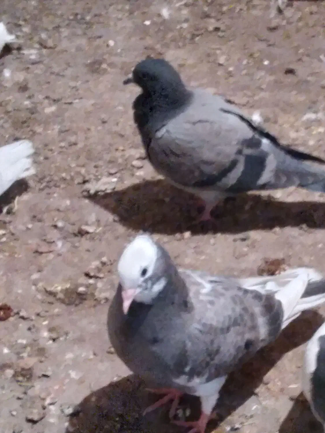 کبوتر جوجه|پرنده|میانه, |دیوار