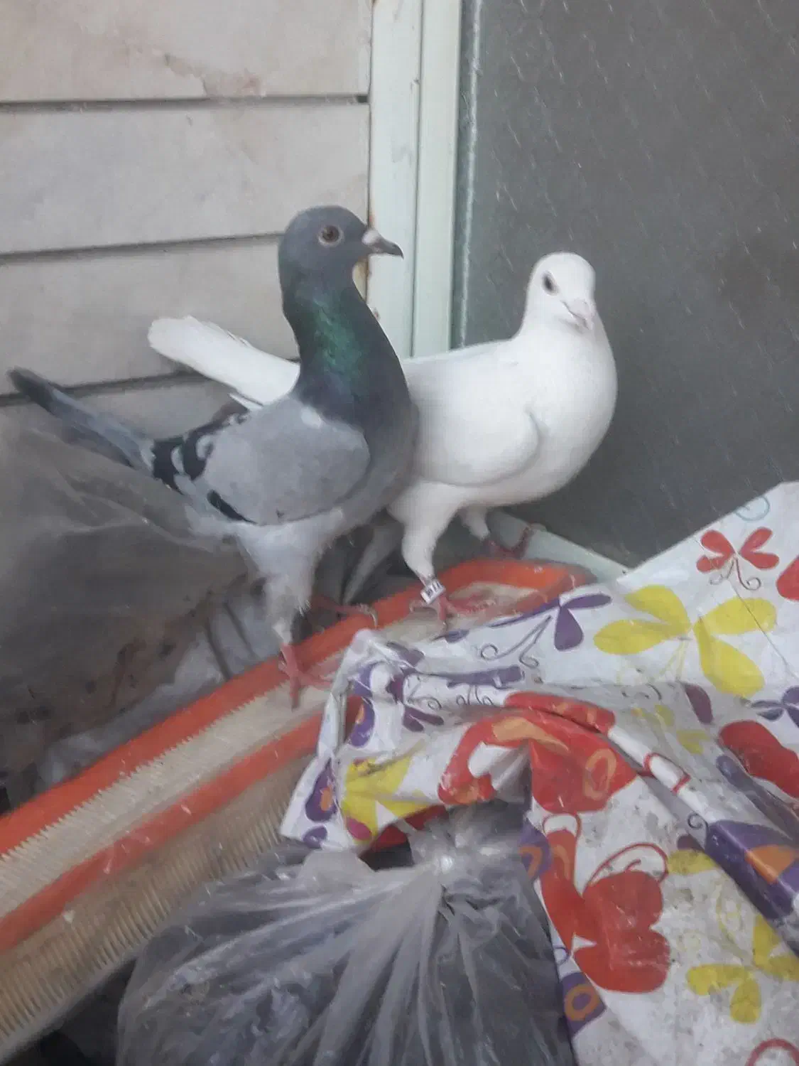 یجفت پلاکی|پرنده|فلاورجان, |دیوار