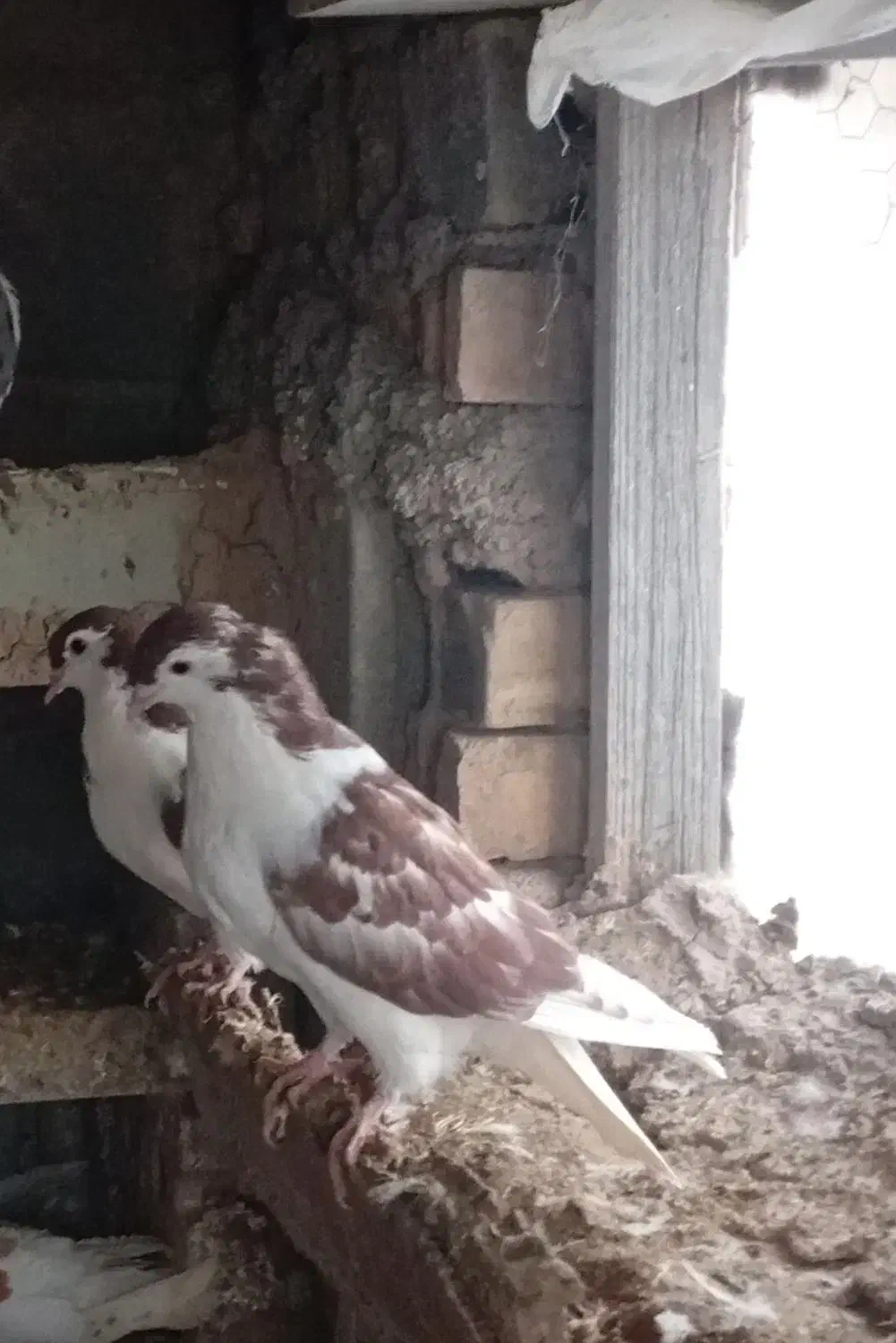 کفتر فروشی|پرنده|شاهرود, |دیوار