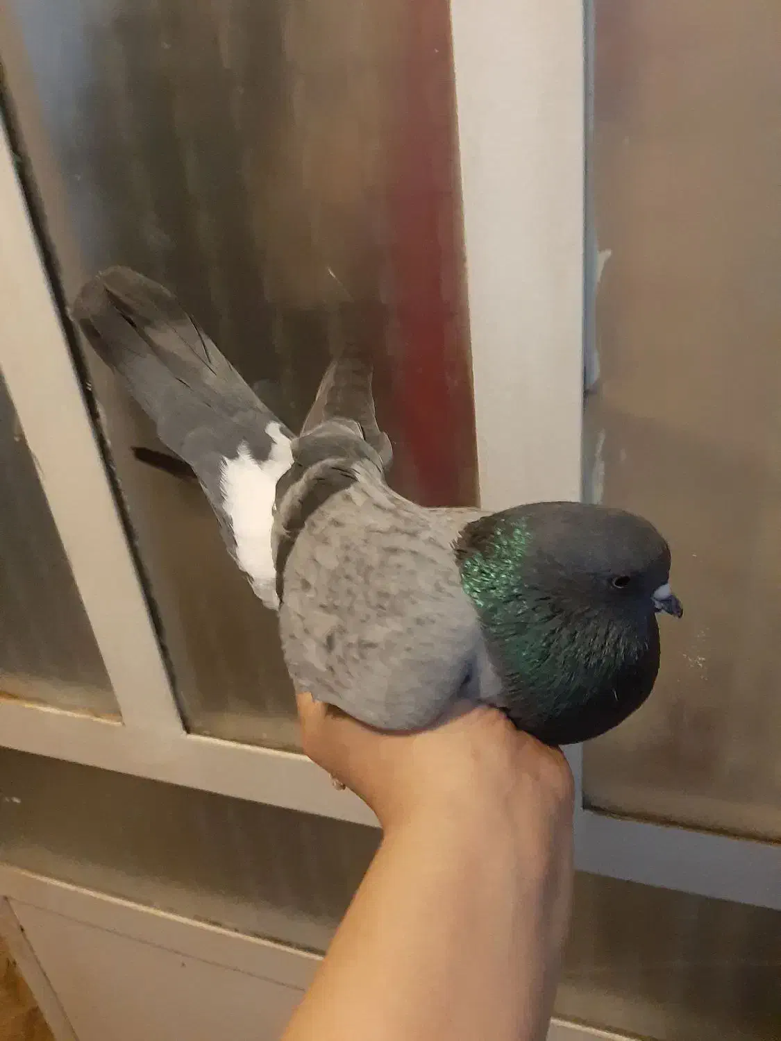 کفتر پرشی سبز ماده ،پشت زرد معاوضه باطوطی برزیلی|پرنده|محمدشهر, همایون ویلا|دیوار