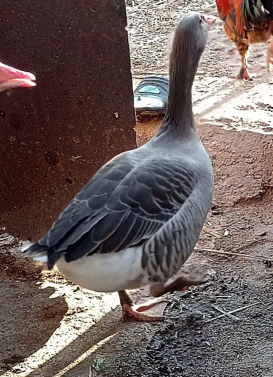 غاز نر|حیوانات مزرعه|خرمشهر, |دیوار