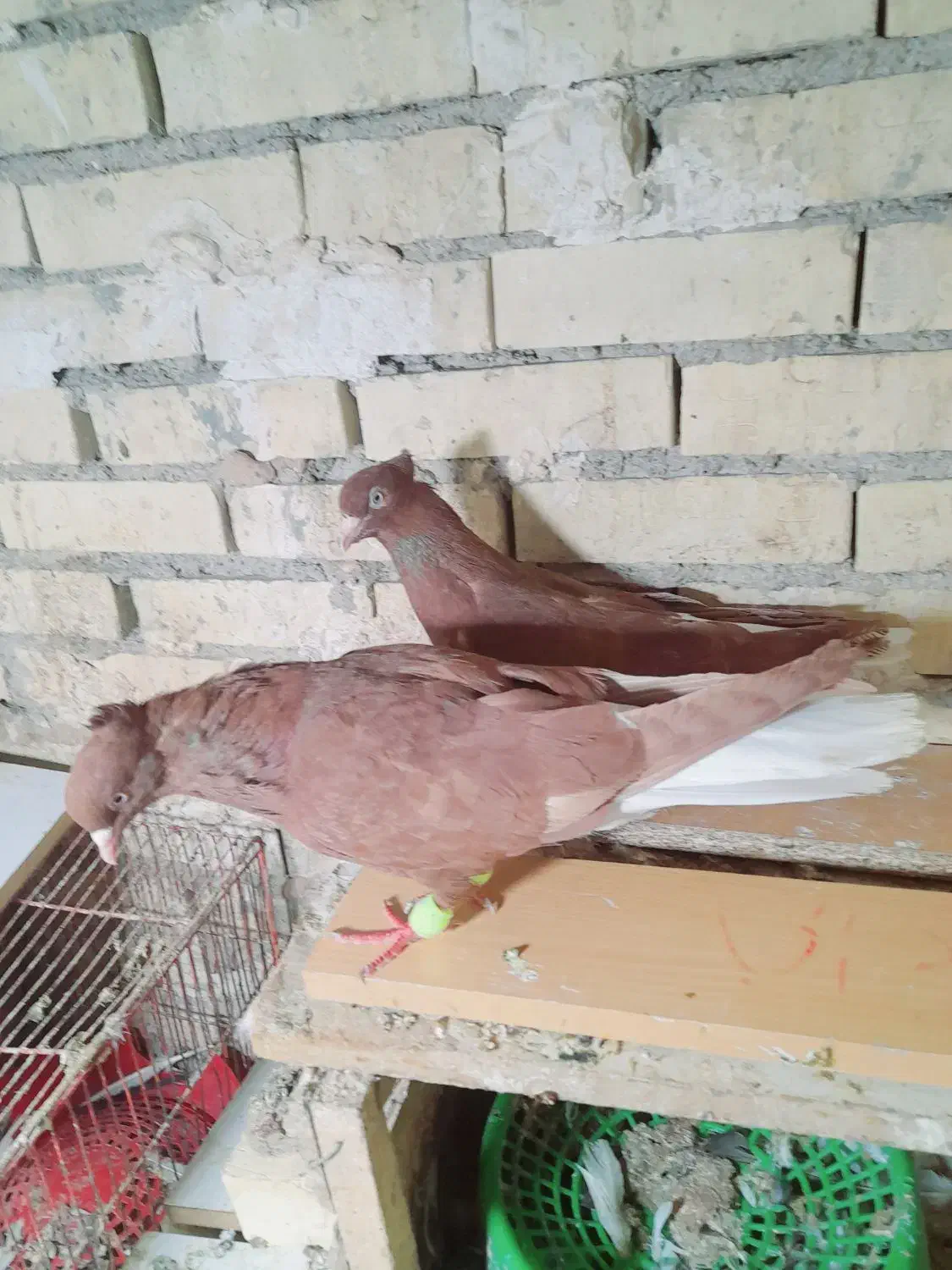 جفت دم سفیدسرخ|پرنده|رامشیر, |دیوار