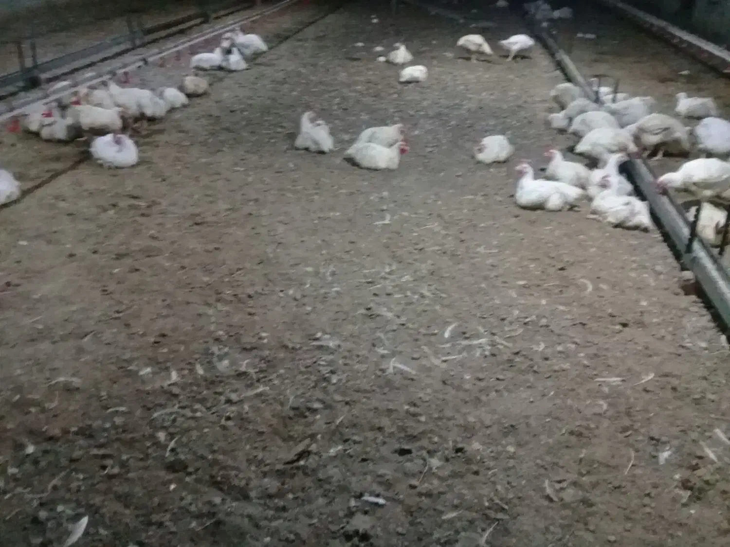 کود مرغی گوشتی سالنی|خدمات باغبانی و درختکاری|سارال, |دیوار