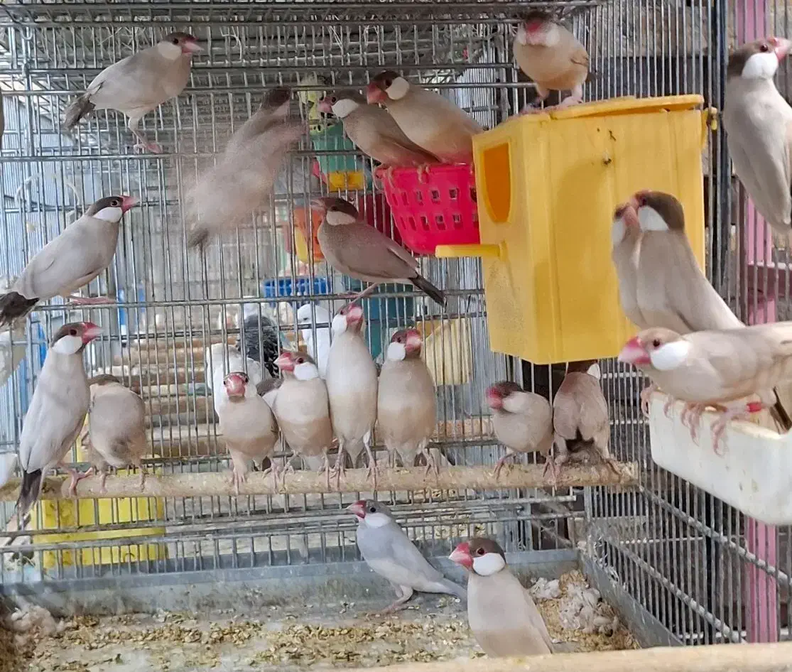 فنج نرگسی جوجه سرلاکی  بالغ جفت|پرنده|فردیس, سرحد آباد|دیوار