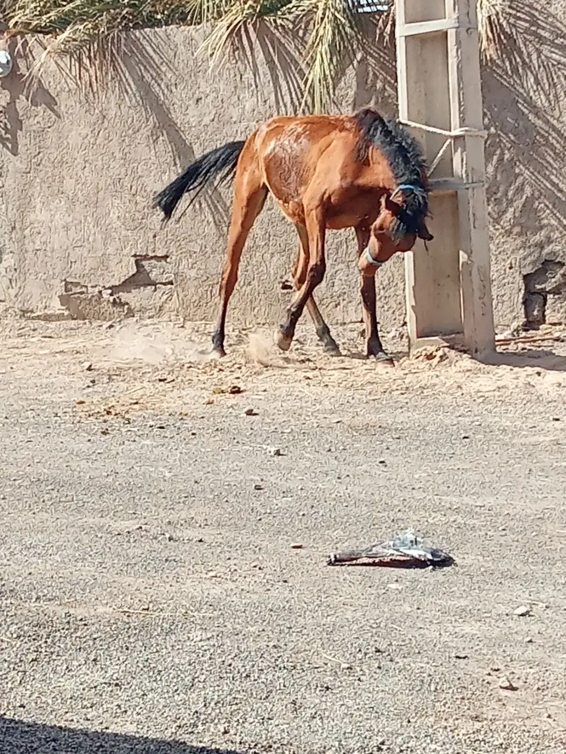 اسب|اسب و تجهیزات اسب‌سواری|کرمان, |دیوار