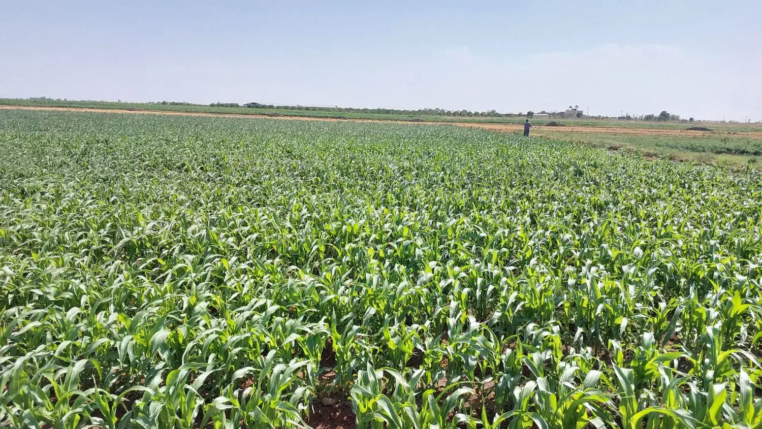 ۳۰۰۰۰ متر زمین کشاورزی روستای فارسیان|فروش دفتر صنعتی، کشاورزی، تجاری|دشتابی, |دیوار