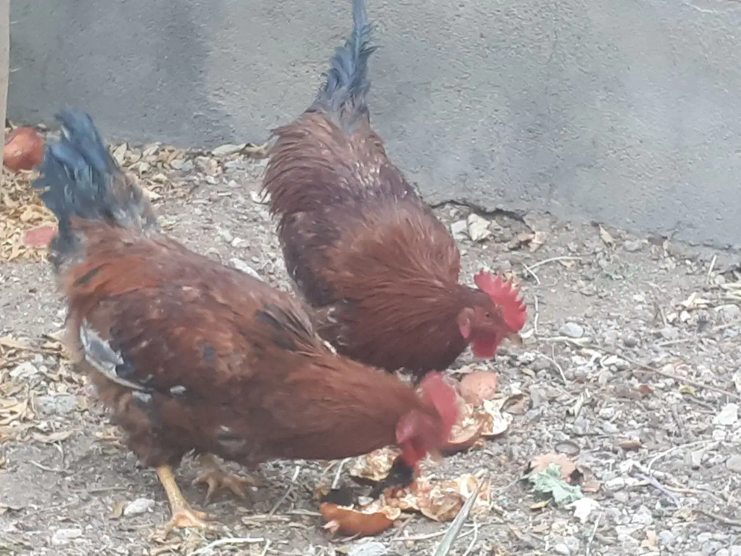 خروس محلی|حیوانات مزرعه|مهریز, |دیوار