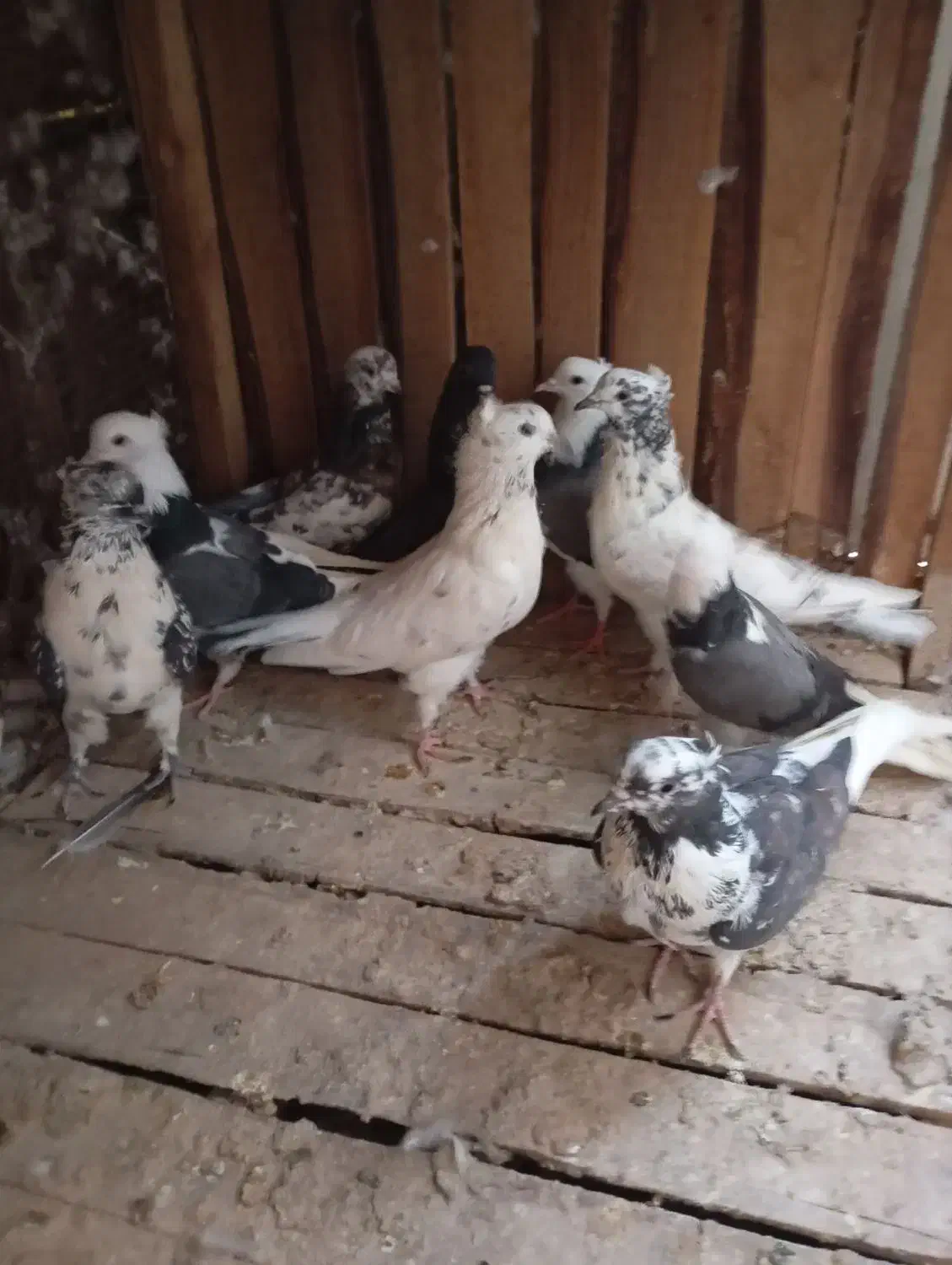 پرشی|پرنده|قم, ناصردیوان|دیوار