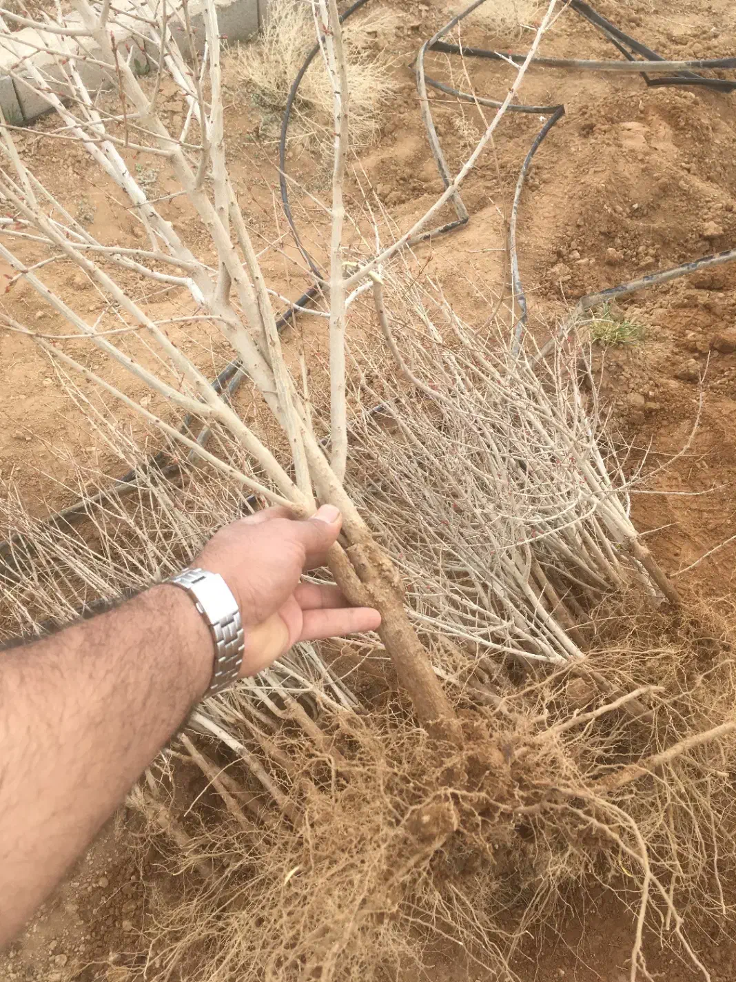 نهال انار دانه مشکی شهرضا|خدمات باغبانی و درختکاری|شهرضا, |دیوار