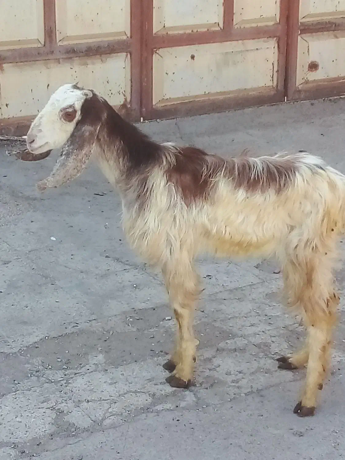 بره|حیوانات مزرعه|اهواز, امانیه|دیوار