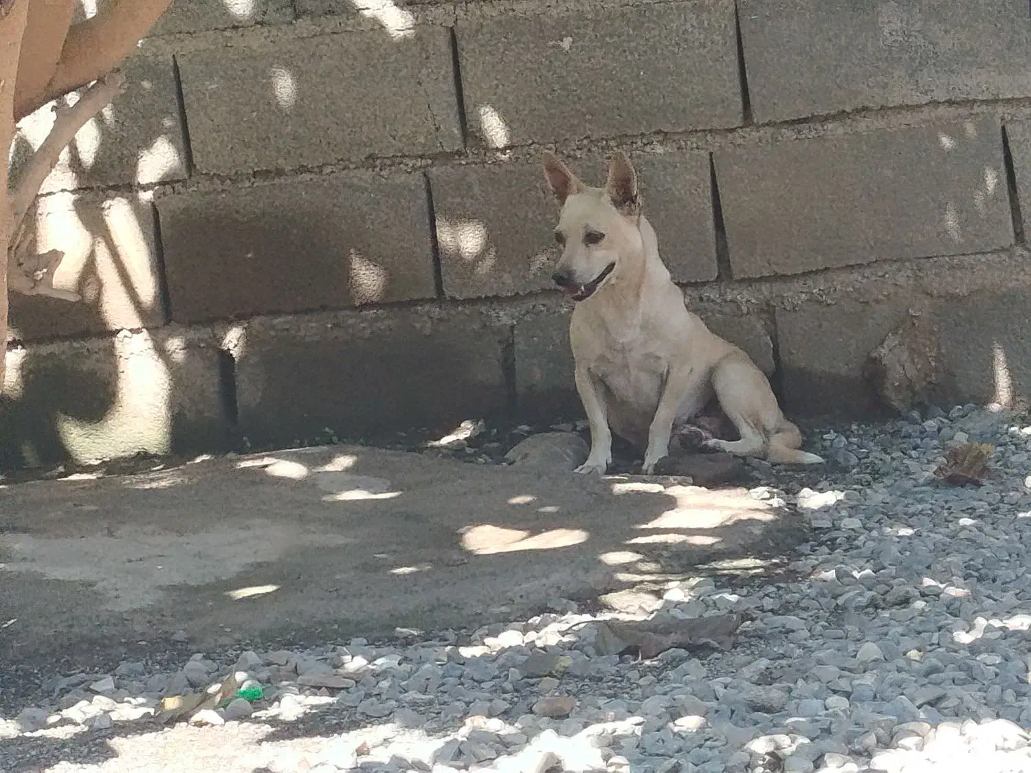 سگ پاکوتاه ماده|سگ|خان ببین, |دیوار