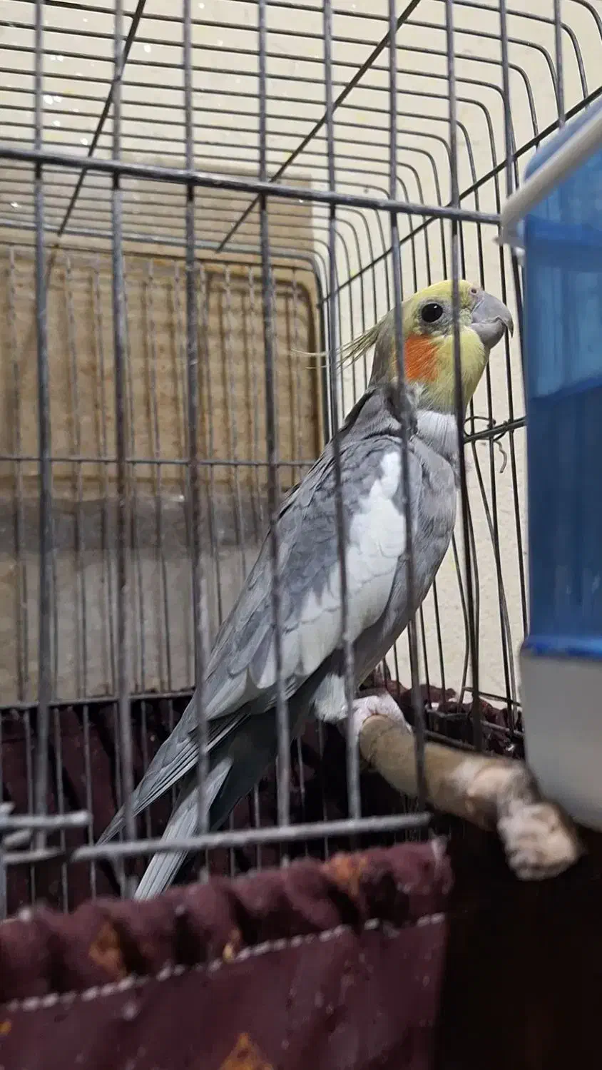 عروس هلندی سخنگو|پرنده|اردکان, |دیوار