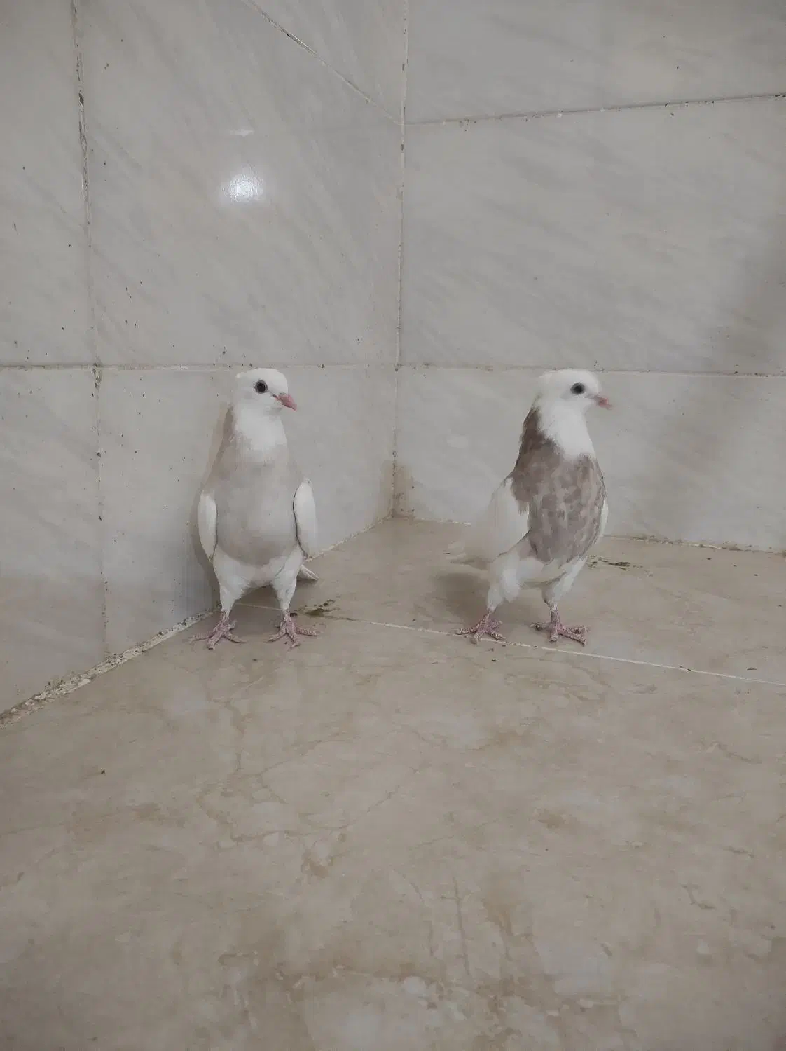 جوجه طوق شکلاتی|پرنده|شوشتر, |دیوار