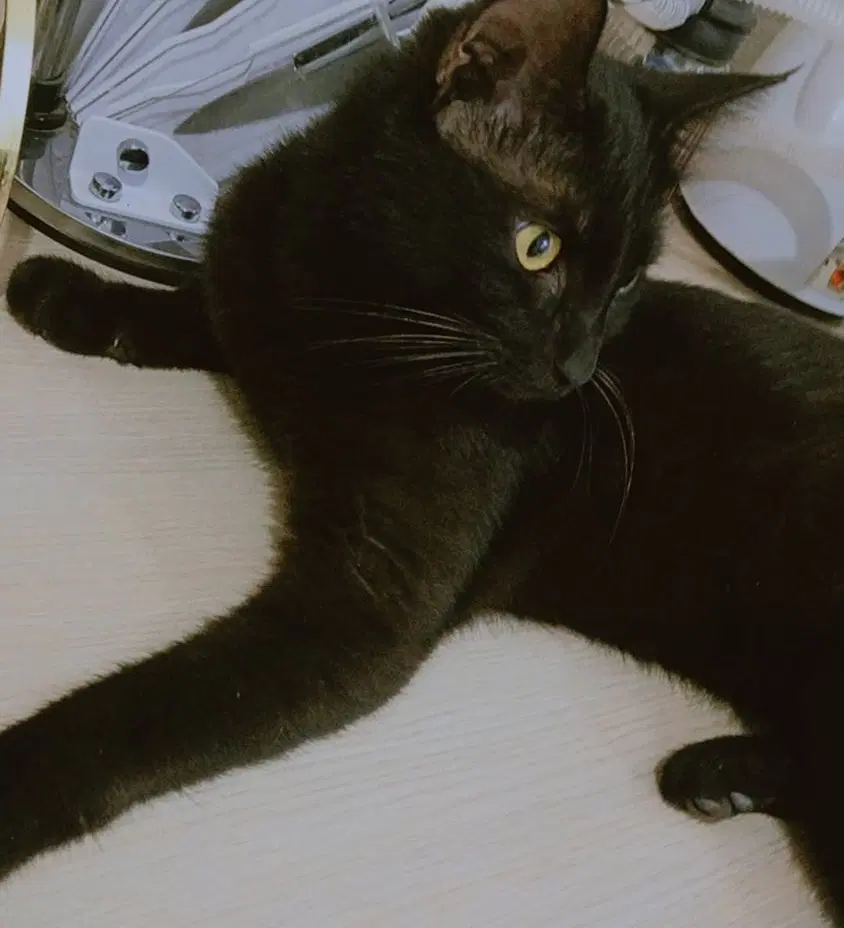گربه|گربه|تربت جام, معدآباد|دیوار