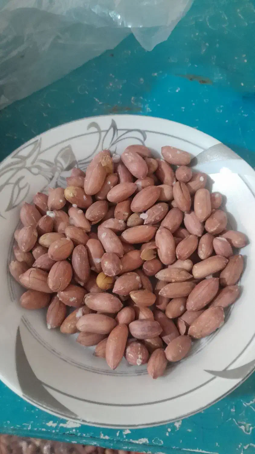 بادوم زمینی اعلا|عمدهفروشی|فردیس, شهرک راه آهن|دیوار