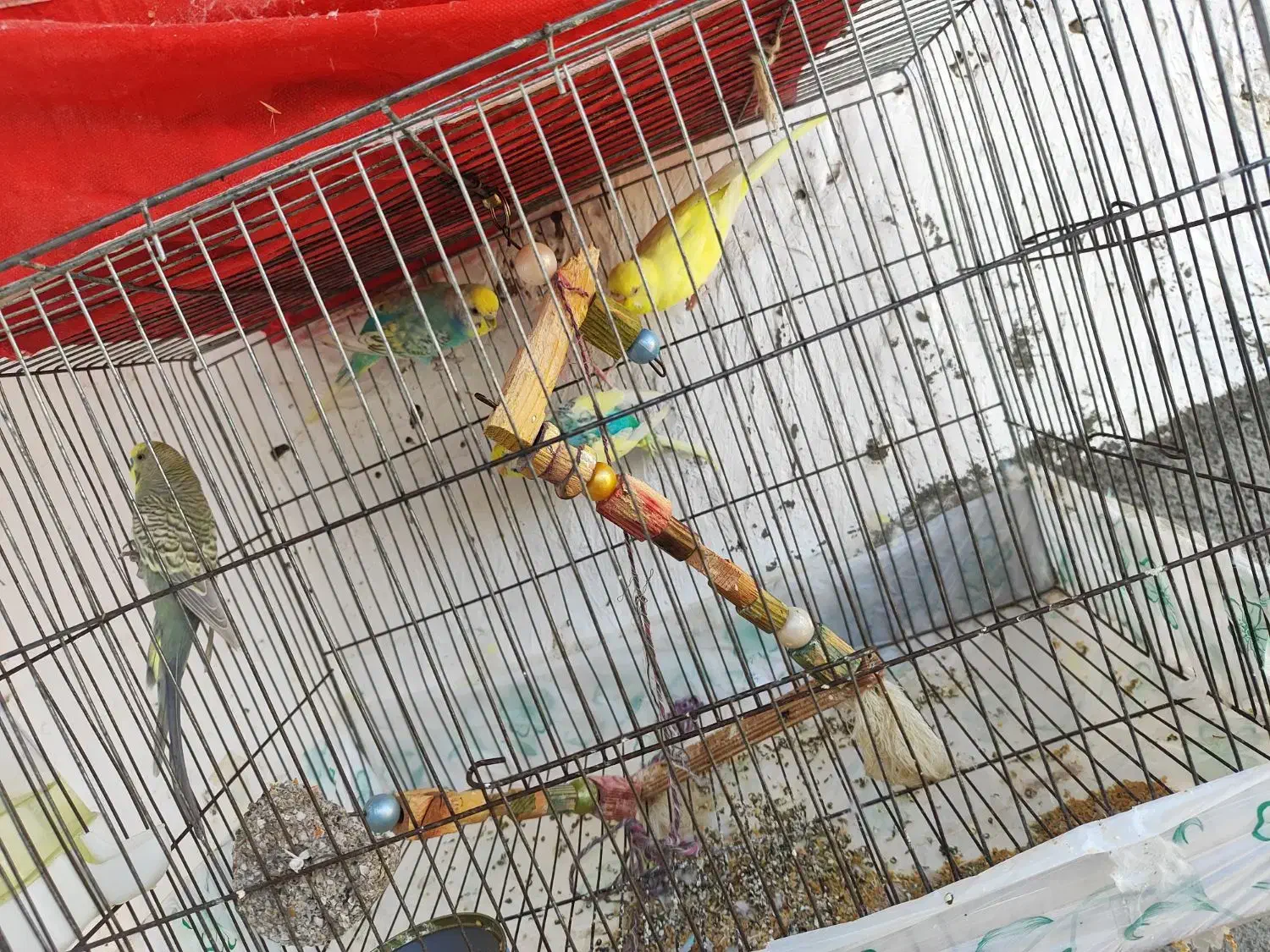 عروس هلندی و مرغ عشق|پرنده|گرگان, |دیوار