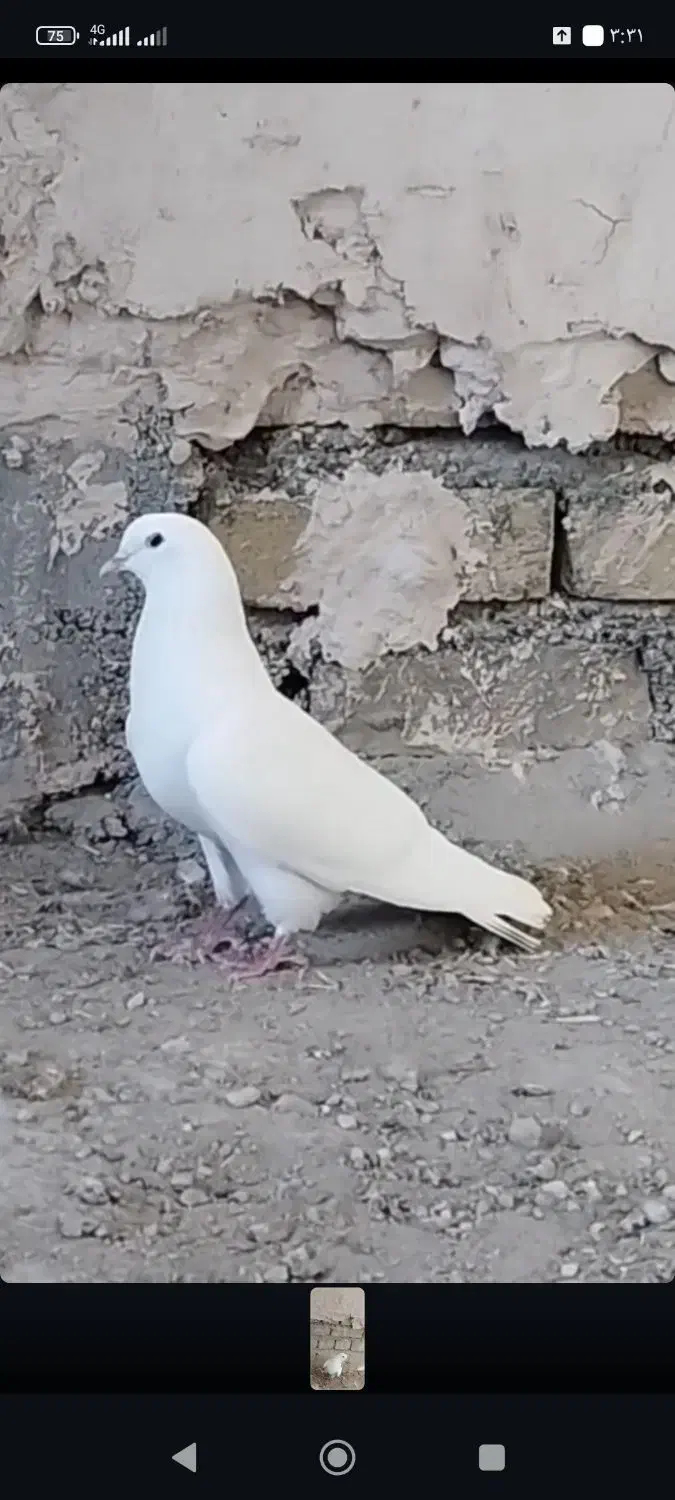 کبوتر تهرانی تیرماه پریده|پرنده|کرمانشاه, |دیوار