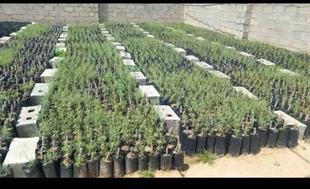 نهال گز شاهی|خدمات باغبانی و درختکاری|علی‌آباد کتول, |دیوار