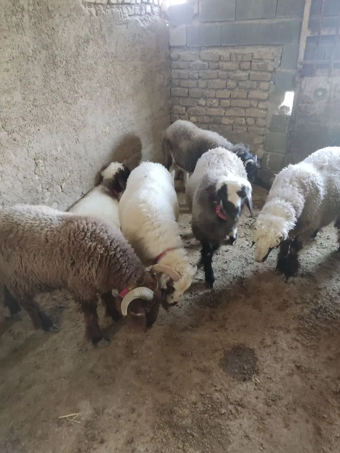 بره چاق درجه یک|حیوانات مزرعه|میمند, |دیوار