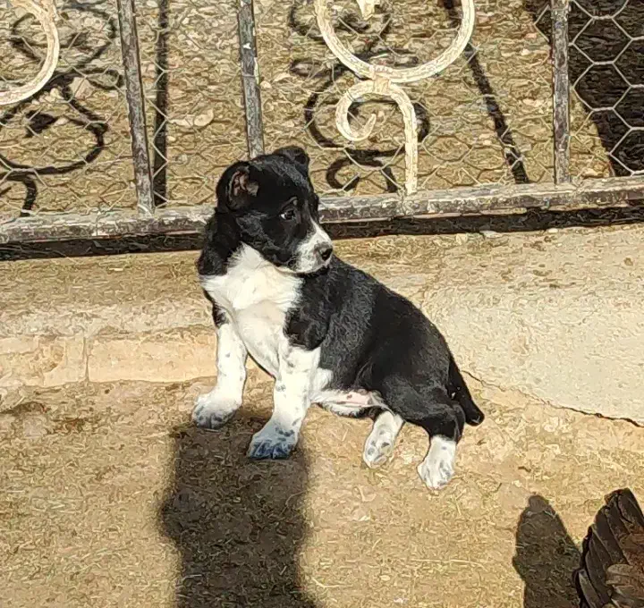 حیوان نرو ماده|سگ|آبگرم, |دیوار